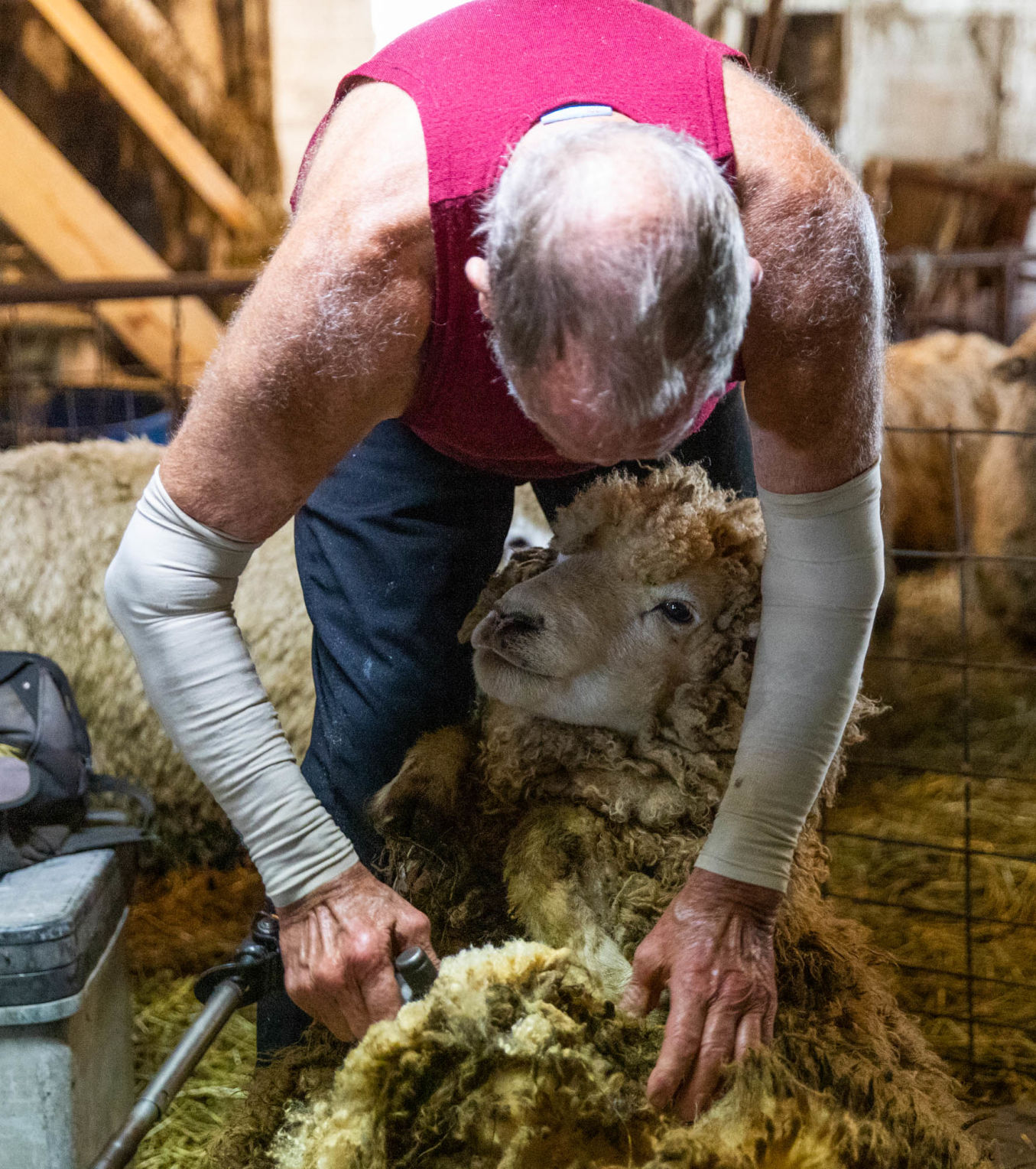 0929_wdj_sheepshearing_SS6.JPG